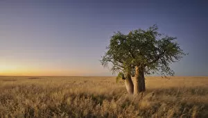 Phantom Tree (Moringa ovalifolia) at Dusk in Namibia