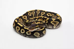 Images Dated 29th September 2011: Phantom Yellow Belly Ball Python or Royal Python -Python regius-, female