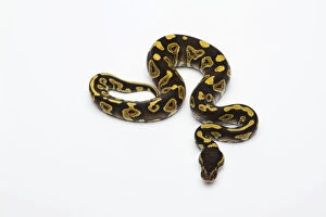 Phantom Yellow Belly Ball Python or Royal Python -Python regius-, male