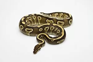 Images Dated 21st September 2011: Phantom Yellow Belly Ball Python or Royal Python -Python regius-, female