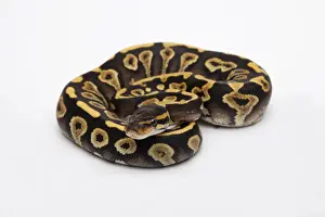 Breeding Prints: Phantom Yellow Belly Ball Python or Royal Python -Python regius-, female