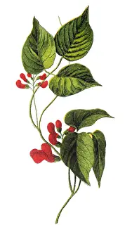 Phaseolus coccineus, known as runner bean, butter bean, scarlet runner bean, or multiflora