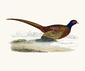 Pheasant bird