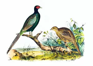 Images Dated 4th July 2015: Pheasant birds illustration 1856