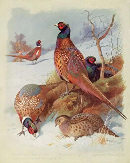 Images Dated 13th April 2010: Pheasant Family