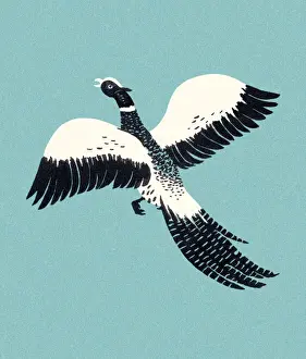 Illustration And Pain Prints: Pheasant Flying