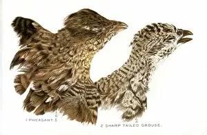 Pheasant and Grouse heads lithograph 1897