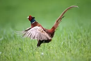 Images Dated 22nd April 2013: Pheasant -Phasianus colchicus-, cock displaying, Lower Austria, Austria