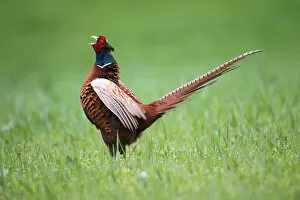 Images Dated 22nd April 2013: Pheasant -Phasianus colchicus-, cock displaying, Lower Austria, Austria