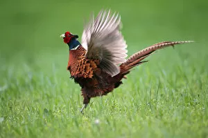 Pheasant -Phasianus colchicus-, courting cock, Lower Austria, Austria