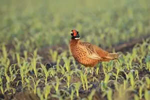Images Dated 30th May 2014: Pheasant -Phasianus colchicus- in a maize field, North Rhine-Westphalia, Germany