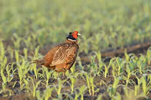 Images Dated 30th May 2014: Pheasant -Phasianus colchicus- in a maize field, North Rhine-Westphalia, Germany