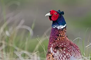 Images Dated 7th May 2012: Pheasant -Phasianus colchicus-, portrait, Texel, The Netherlands