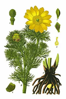 Medicinal and Herbal Plant Illustrations Collection: pheasants eye, spring pheasants eye, yellow pheasants eye, false hellebore