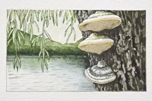 Phellinus igniarius, Grey Fire Bracket mushrooms fruiting on tree trunk, lake and mountain landscape in background