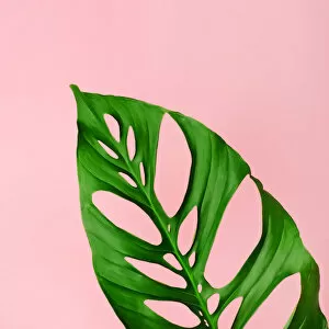 Images Dated 29th January 2017: Philodendron leaf on pink