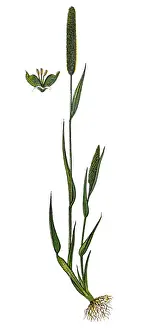 Phleum pratense (Timothy-grass, timothy, meadow cat s-tail or common cats tail )