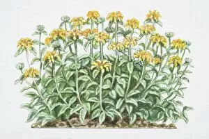 Thick Gallery: Phlomis fruticosa, Jerusalem Sage, densely branched shrub with yellow flowers