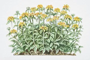 Branch Collection: Phlomis fruticosa, Jerusalem Sage, densely branched shrub with yellow flowers