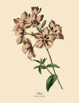 The Book of Practical Botany Collection: Phlox or Flame Flower Plant, Victorian Botanical Illustration