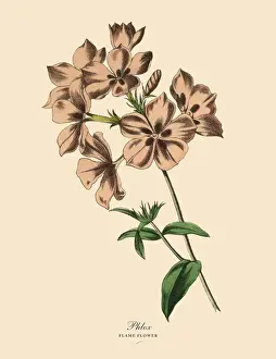 66697 Prints: Phlox or Flame Flower Plant, Victorian Botanical Illustration