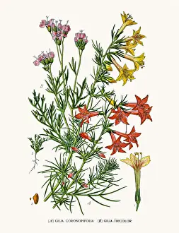 Phlox flower