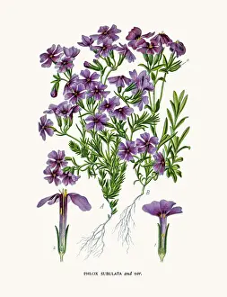 Phlox flower