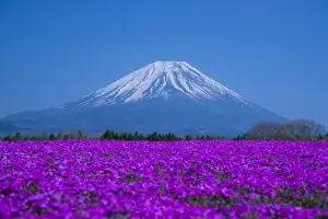 Phlox Prints: Phlox and Mt. Fuji