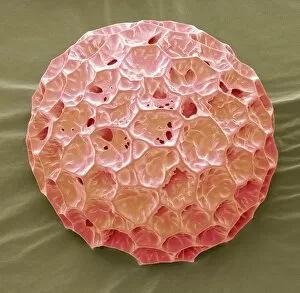 Phlox pollen, SEM