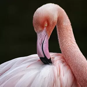 Images Dated 9th April 2011: Phoenicopterus