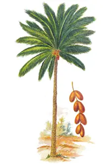 Phoenix dactylifera (date or date palm)