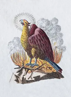 Animal Like Prints: Phoenix, hand-colored copper engraving from childrens picture book by Friedrich Justin Bertuch