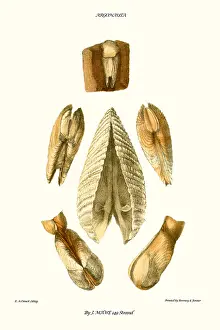Mollusc Prints: pholas shells