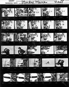 Photo of Monkees