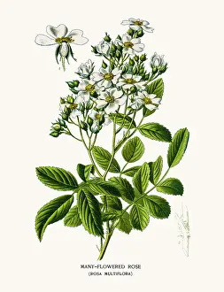 Prints of Photo of an original Fine Lithograph from the Favourite Flowers of Garden and Greenhouse by Edward Step published in 1897 in London Flowers Of Garden And Greenhouse Prints: Rose