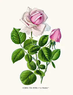 Prints of Photo of an original Fine Lithograph from the Favourite Flowers of Garden and Greenhouse by Edward Step published in 1897 in London Flowers Of Garden And Greenhouse Prints: Rose