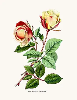 Prints of Photo of an original Fine Lithograph from the Favourite Flowers of Garden and Greenhouse by Edward Step published in 1897 in London Flowers Of Garden And Greenhouse Prints: Rose