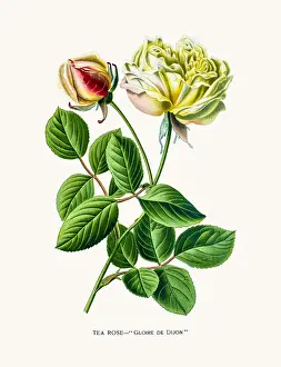 Prints of Photo of an original Fine Lithograph from the Favourite Flowers of Garden and Greenhouse by Edward Step published in 1897 in London Flowers Of Garden And Greenhouse Prints: Rose