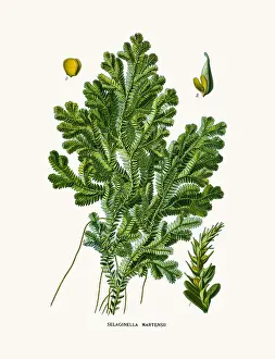 Prints of Photo of an original Fine Lithograph from the Favourite Flowers of Garden and Greenhouse by Edward Step published in 1897 in London Flowers Of Garden And Greenhouse Prints: moss