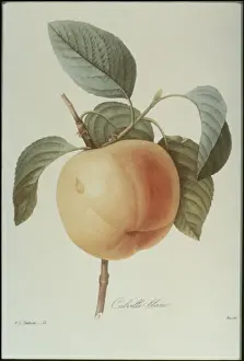 Peach
