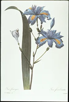 Images Dated 2nd September 2005: Iris
