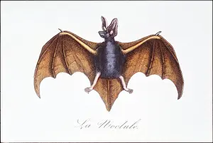 Photodisc Collection Prints: Bat