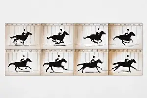 Movement Prints: Photographic frames on two film strips depicting action sequence of man riding horse