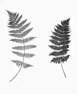Fern Prints: Photographic Study Of Fern Leaves