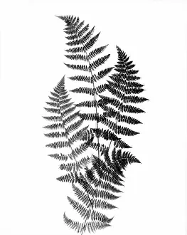 Studying Prints: Photographic Study Of Fern Leaves