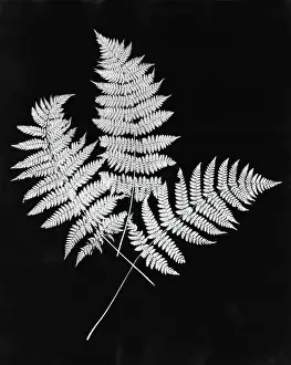 Fern Prints: Photographic Study Of Fern Leaves