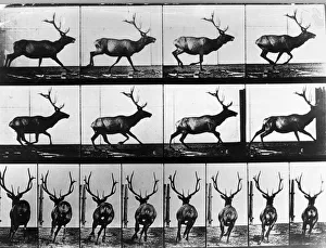 Sequences Collection: Stag