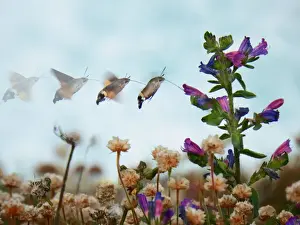 Prints of Photos Butterfly hummingbird hawk-moth (Macroglossum stellatarum). Made with four photographs Hummingbird Hawk Moth Prints: Photos Butterfly hummingbird hawk-moth (Macroglossum stellatarum). Sequence