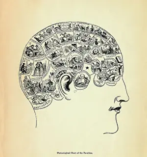 Phrenological Chart of The Human Faculties