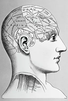 Phrenological Diagram of Human Skull